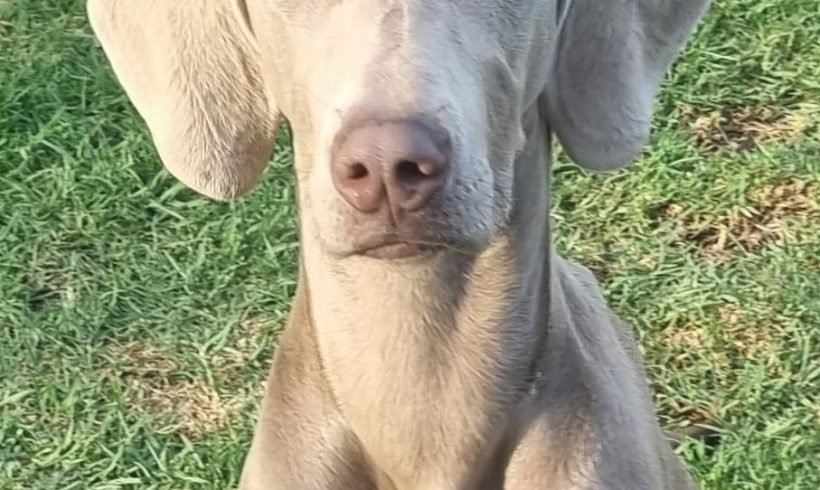 ADOPTED Nala, 7 month old female weimaraner, Cape Town