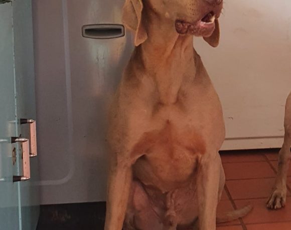 ADOPTED Coco, 3 year old male weimaraner, Naboomspruit