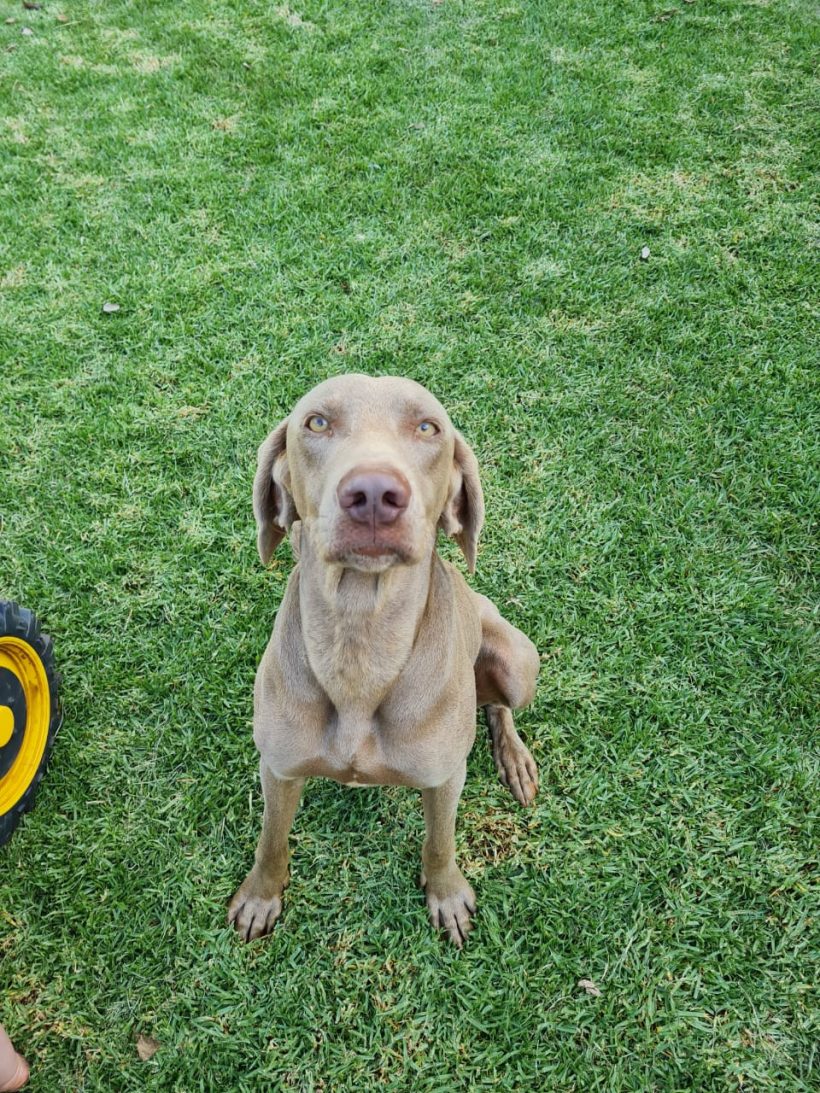 ADOPTED: Buddy, 2 year old male weimaraner, Boons North West Province