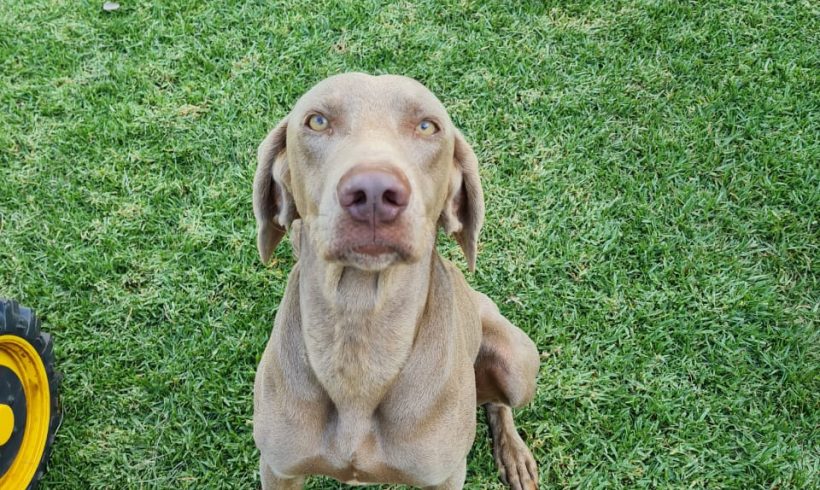 ADOPTED: Buddy, 2 year old male weimaraner, Boons North West Province