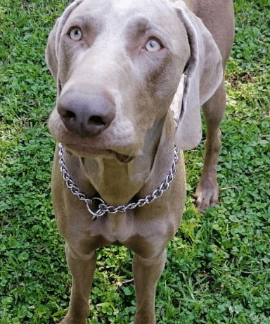 WITHDDRAWN Chap, 2 year old male weimaraner, Tulbagh