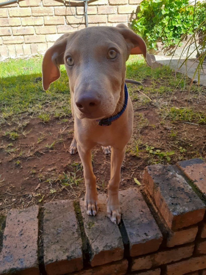 ADOPTED: Baloo, 5m old weim x male, Krugersdorp