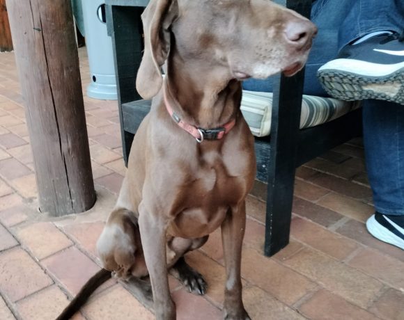 ADOPTED! Appel, 5 year old male weim x viszla