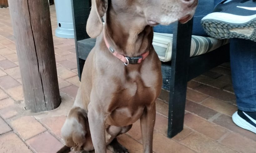 ADOPTED! Appel, 5 year old male weim x viszla