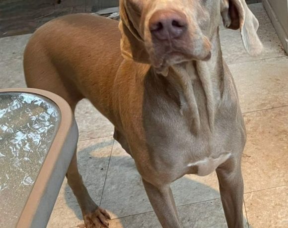 ADOPTED:  Henry, 2 year old male weimaraner, Sandton