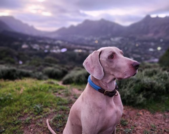 ADOPTED: Muki, 7 year old male weimaraner, Hout Bay