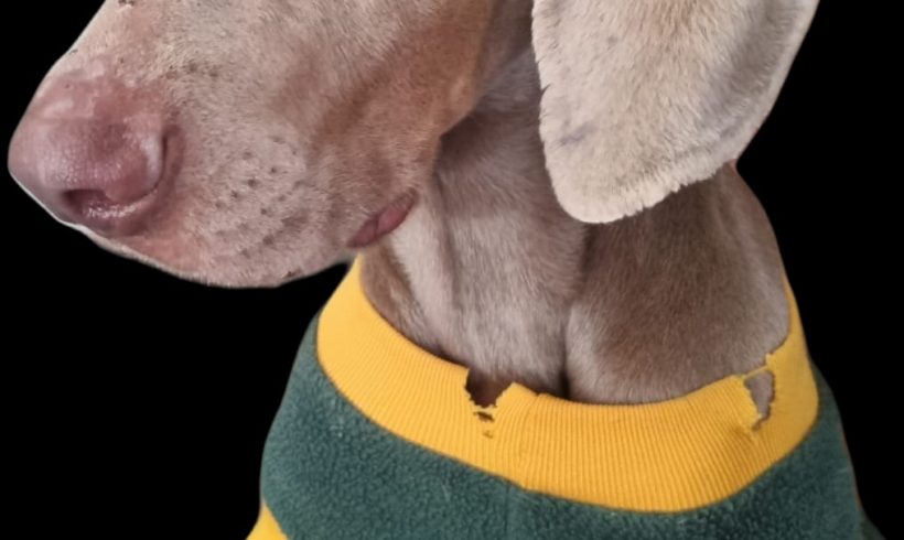 ADOPTED! Emily, 18m old female weimaraner, Cape Town