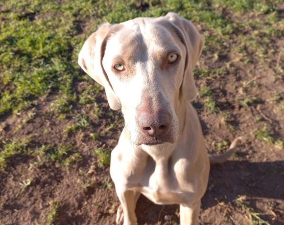 ADOPTED: Daisy, 1 year old female weimaraner, Hartenbos, WC