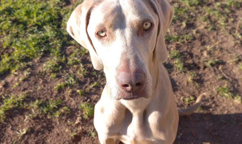 ADOPTED: Daisy, 1 year old female weimaraner, Hartenbos, WC