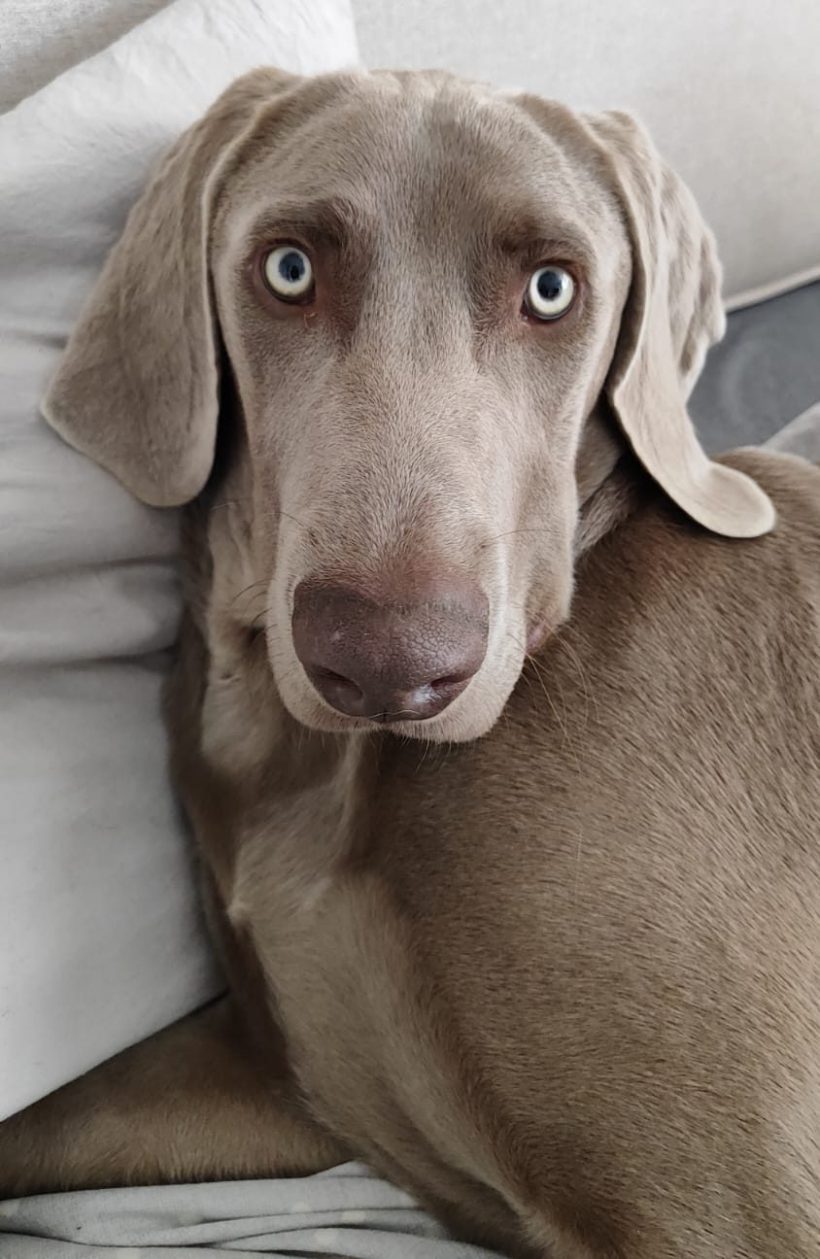 WITHDRAWN: Blu, 6m old male weimaraner, Durbanville, WC