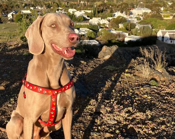 ADOPTED: Spike, 5 year old male weimaraner, Prince Albert, WC