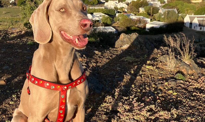 ADOPTED: Spike, 5 year old male weimaraner, Prince Albert, WC