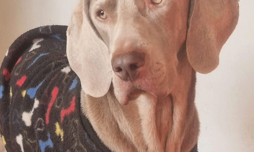 ADOPTED:Ranger, 2 year old male weimaraner, Cape Town