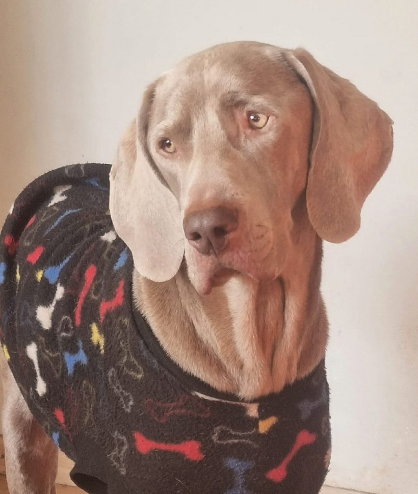 ADOPTED:Ranger, 2 year old male weimaraner, Cape Town
